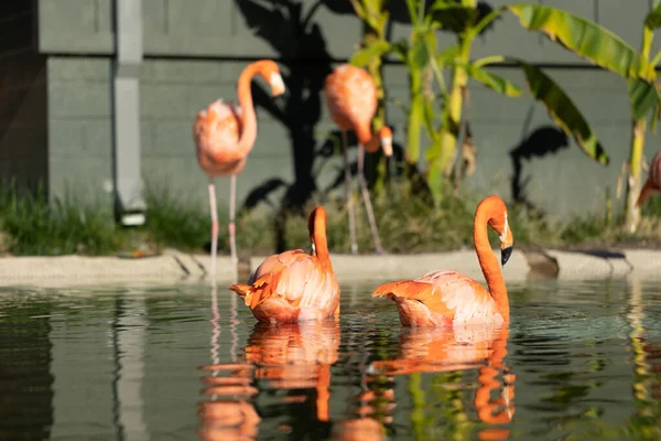 Greensboro Estados Unidos Nov 2021 Primer Plano Hermosos Flamencos Vadeando — Foto de Stock