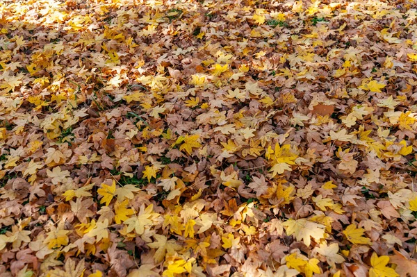 Een Veld Van Kleurrijke Herfst Loof — Stockfoto