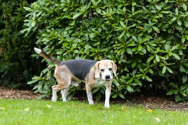 Primo Piano Simpatico Cane Beagle Che Passeggia Nel Giardino Verde — Foto Stock