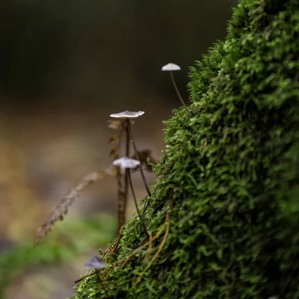 Gündüz Vakti Ormanda Mantarların Yakın Plan Çekimi — Stok fotoğraf