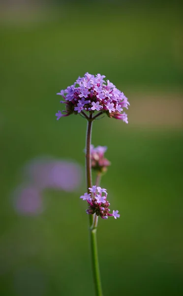 Vertikální Záběr Rostoucí Verbeny — Stock fotografie