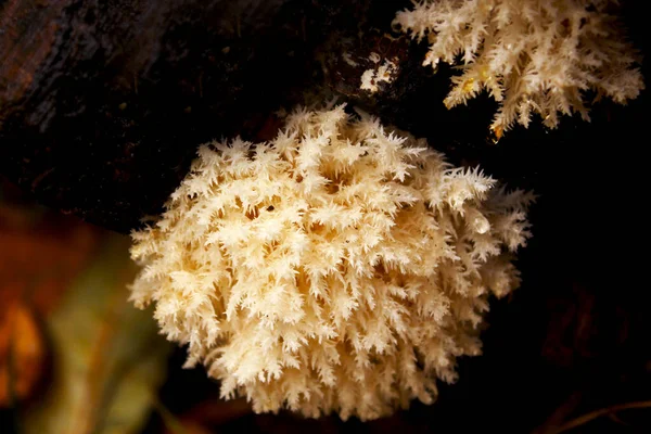 Primer Plano Del Hongo Hericium Coralloides Blanco —  Fotos de Stock