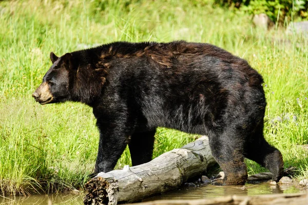 Nahaufnahme Eines Schwarzbären Wald Bei Tageslicht — Stockfoto