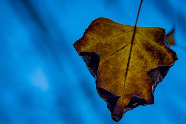 Detailní Záběr Suchého Žlutého Podzimního Listu Izolovaného Modrém Pozadí — Stock fotografie