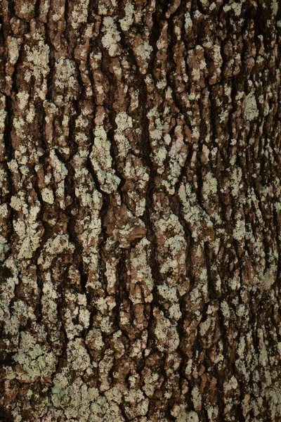 Bir Ağaç Gövdesi Yapısının Yakın Plan Çekimi — Stok fotoğraf