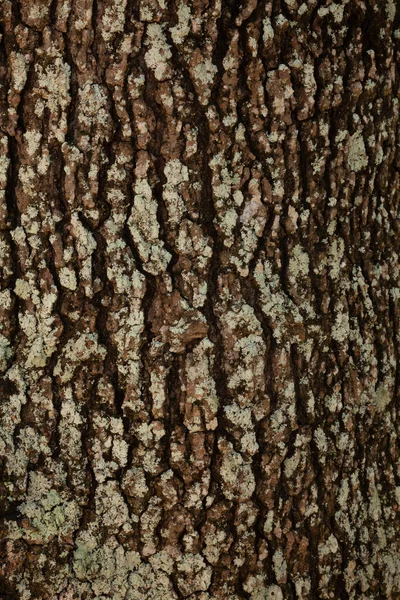 Een Close Shot Van Een Boom Stam Structuur — Stockfoto