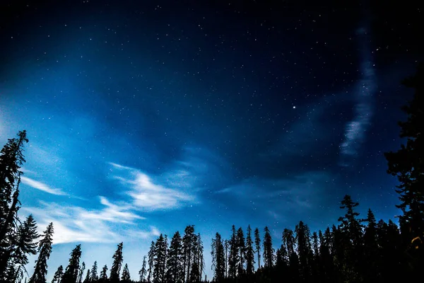 夜の森の美しい景色 — ストック写真