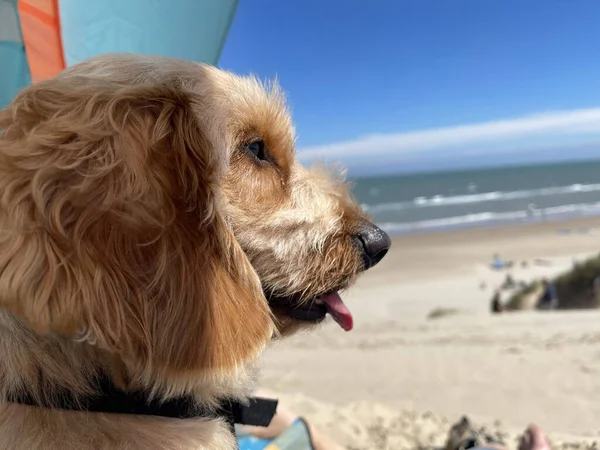 Kumsalda Bir Kampta Oturup Denize Bakan Sevimli Bir Köpeğin Yakın — Stok fotoğraf