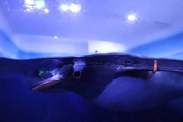 Крупним Планом Знімок Пінгвіна Який Плаває Воді — стокове фото