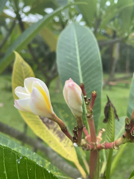Closeup Shot Magnolia Champaka Garden — Stock Photo, Image