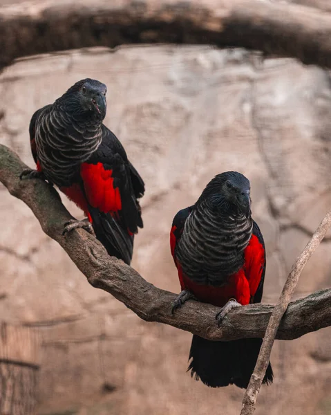 Bir Dal Üzerinde Bir Çift Pesquet Papağanı Dikey Çekim — Stok fotoğraf
