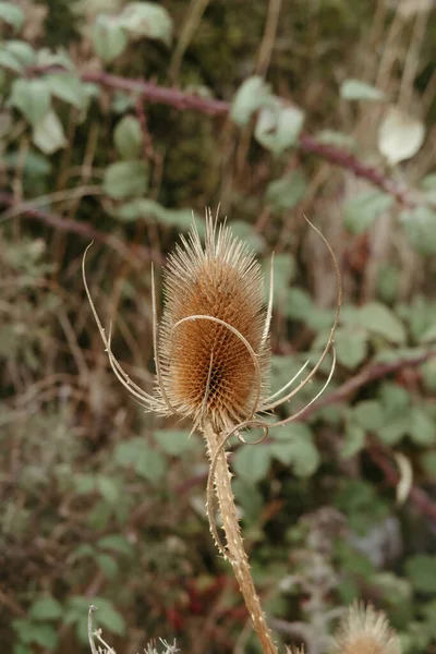Vertical Closeup Shot Brown Wild Teasel Plant — Stock Photo, Image