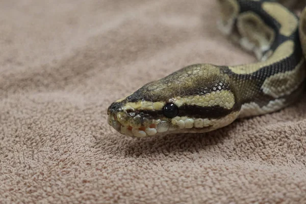 Gros Plan Serpent Python Boule Sur Remorquage — Photo