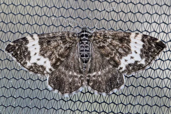一只巨大的褐色和白色蝴蝶的特写镜头 — 图库照片
