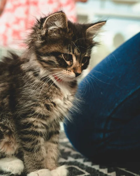 Een Verticaal Close Van Een Schattige Kitten Zittend Binnen — Stockfoto