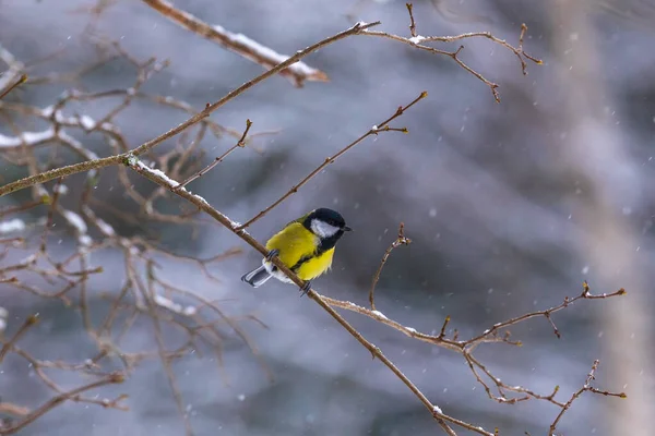 Ormandaki Bir Ağacın Dalında Sarı Mavi Bir Kuşun Yakın Plan — Stok fotoğraf