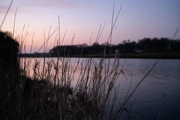 Vacker Utsikt Över Sjö Omgiven Växter Vid Solnedgången — Stockfoto