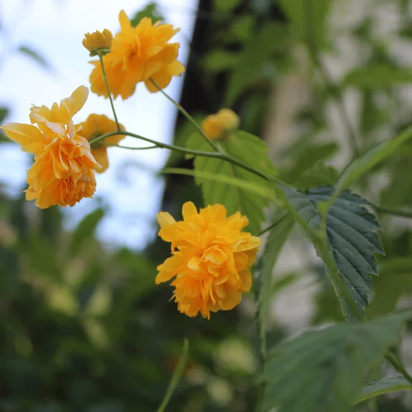 Primer Plano Flores Amarillas Jardín Durante Día —  Fotos de Stock