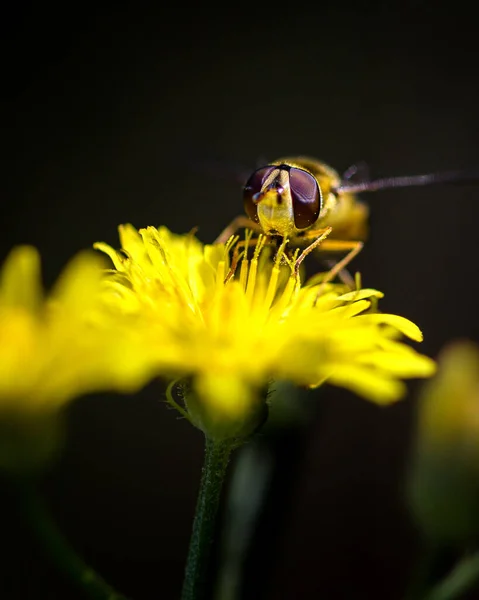 Függőleges Makró Felvétel Egy Méhről Sárga Virágon Fekete Alapon — Stock Fotó
