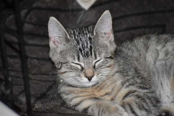 Egy Közeli Felvétel Egy Cuki Bolyhos Macskáról Csukott Szemmel — Stock Fotó