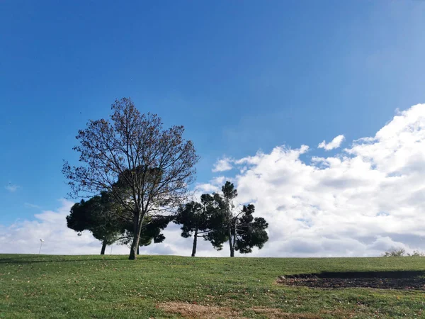 Spanya Madrid Mavi Gökyüzünün Altındaki Juan Carlos Parkının Güzel Bir — Stok fotoğraf