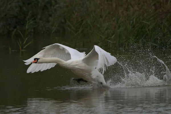 湖の上に白い白鳥 — ストック写真