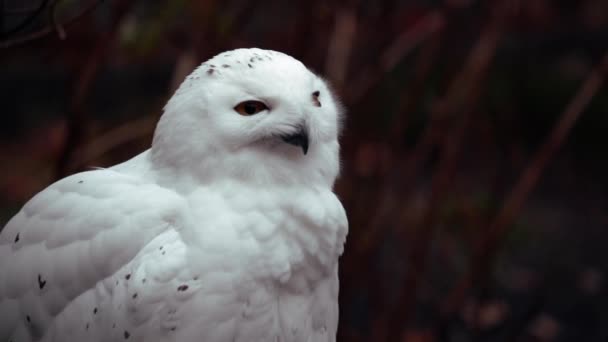 Închiderea Unei Păsări Albe — Videoclip de stoc