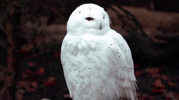 Hayvanat Bahçesinde Beyaz Baykuş — Stok video