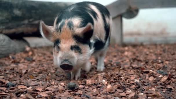 Small Dog Eating Pig Yard — стоковое видео