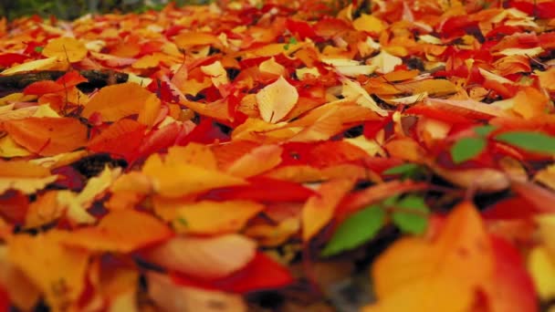 黄色の葉を持つ秋の森の風景 — ストック動画