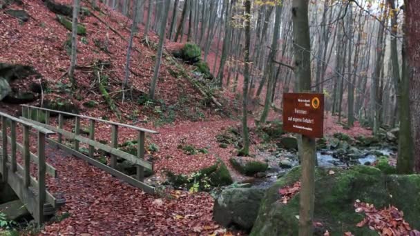 Imagens Cênicas Floresta Outonal Com Folhas Vermelhas Chão — Vídeo de Stock