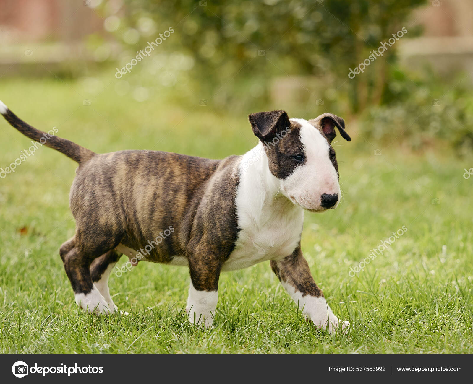 Selective Focus Shot Adorable White Brown Bull Terrier Dog Grass