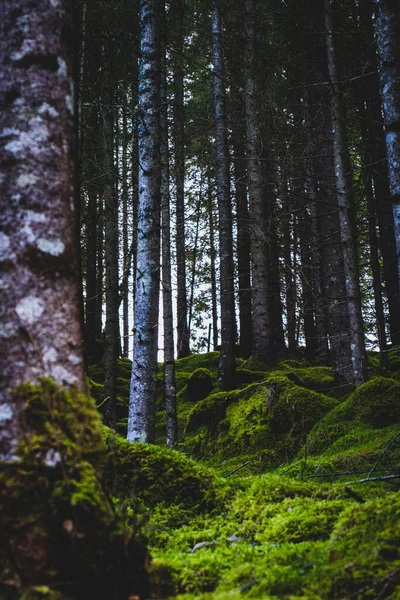 Вертикальний Знімок Високих Стовбурів Дерев Лісі Несудинними Рослинами Землі — стокове фото