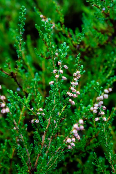 緑色の小さな葉を持つ植物上の小さな白い花の垂直ショット — ストック写真