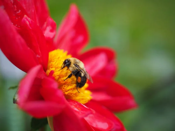 Makro Ujęcie Pszczoły Czerwonym Kwiatku — Zdjęcie stockowe