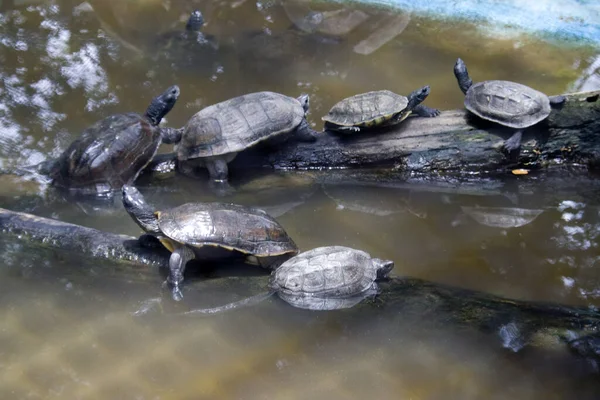 Een Close Shot Van Jonge Schildpadden Actief Opgesteld Een Waterpoel — Stockfoto