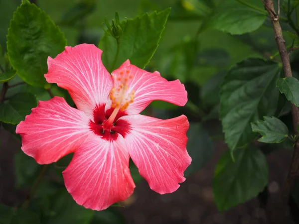Gros Plan Hibiscus Hawaïen Rose Fleurs — Photo