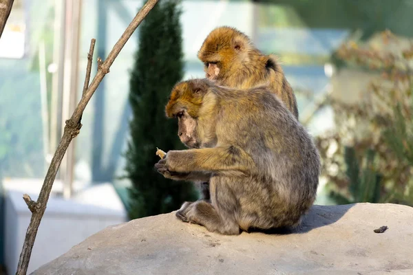 View Cute Macaques Sitting Stone Habitat — Stock Photo, Image