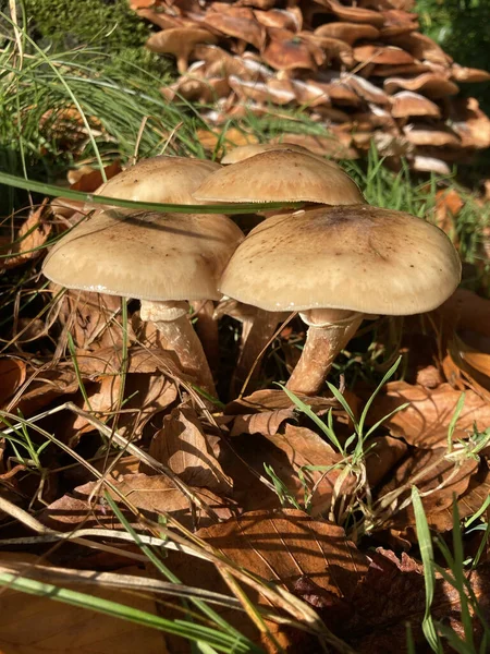 가을에 밖에서 햇빛을 받으며 자라는 버섯들의 — 스톡 사진