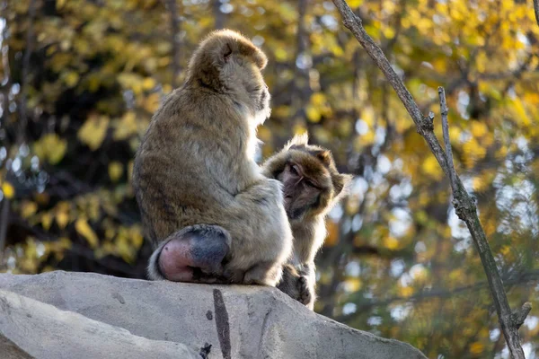 Une Vue Macaques Mignons Assis Sur Pierre Dans Leur Habitat — Photo