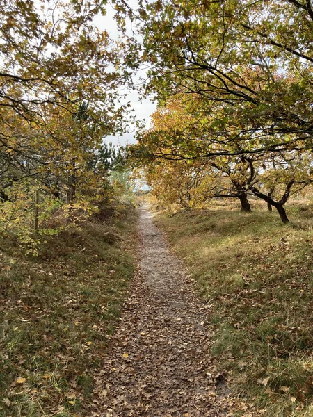 Sonbaharda Küçük Bir Ormanın Içinden Geçen Bir Yolun Dikey Çekimi — Stok fotoğraf