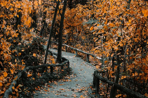 Μια Άποψη Ενός Μικρού Μονοπατιού Στο Δάσος Όμορφο Φθινόπωρο — Φωτογραφία Αρχείου