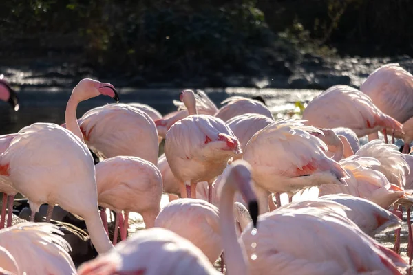 Utsikt Över Vackra Flamingos Sin Omgivning — Stockfoto