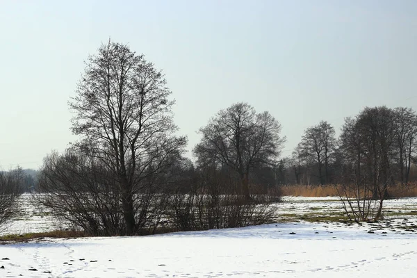 Ormanda Ağaçların Olduğu Bir Kış Manzarası — Stok fotoğraf
