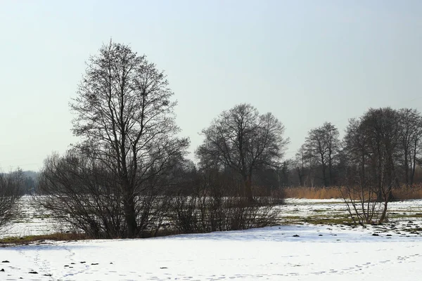 Paysage Hivernal Avec Des Arbres Dans Forêt — Photo