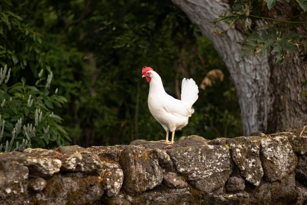 Chicken Standing Green Jungle Background Hawaii — Stock Photo, Image