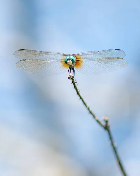 Eine Vertikale Nahaufnahme Der Libelle Auf Der Pflanze — Stockfoto