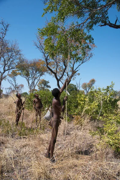 Kalahari Namibia Settembre 2016 Colpo Verticale Membro San People Bushmen — Foto Stock