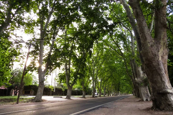 Hermoso Plano Camino Con Árboles —  Fotos de Stock