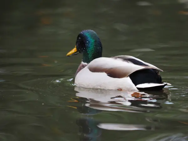 Egy Gyönyörű Kacsa Közelsége Tóban — Stock Fotó